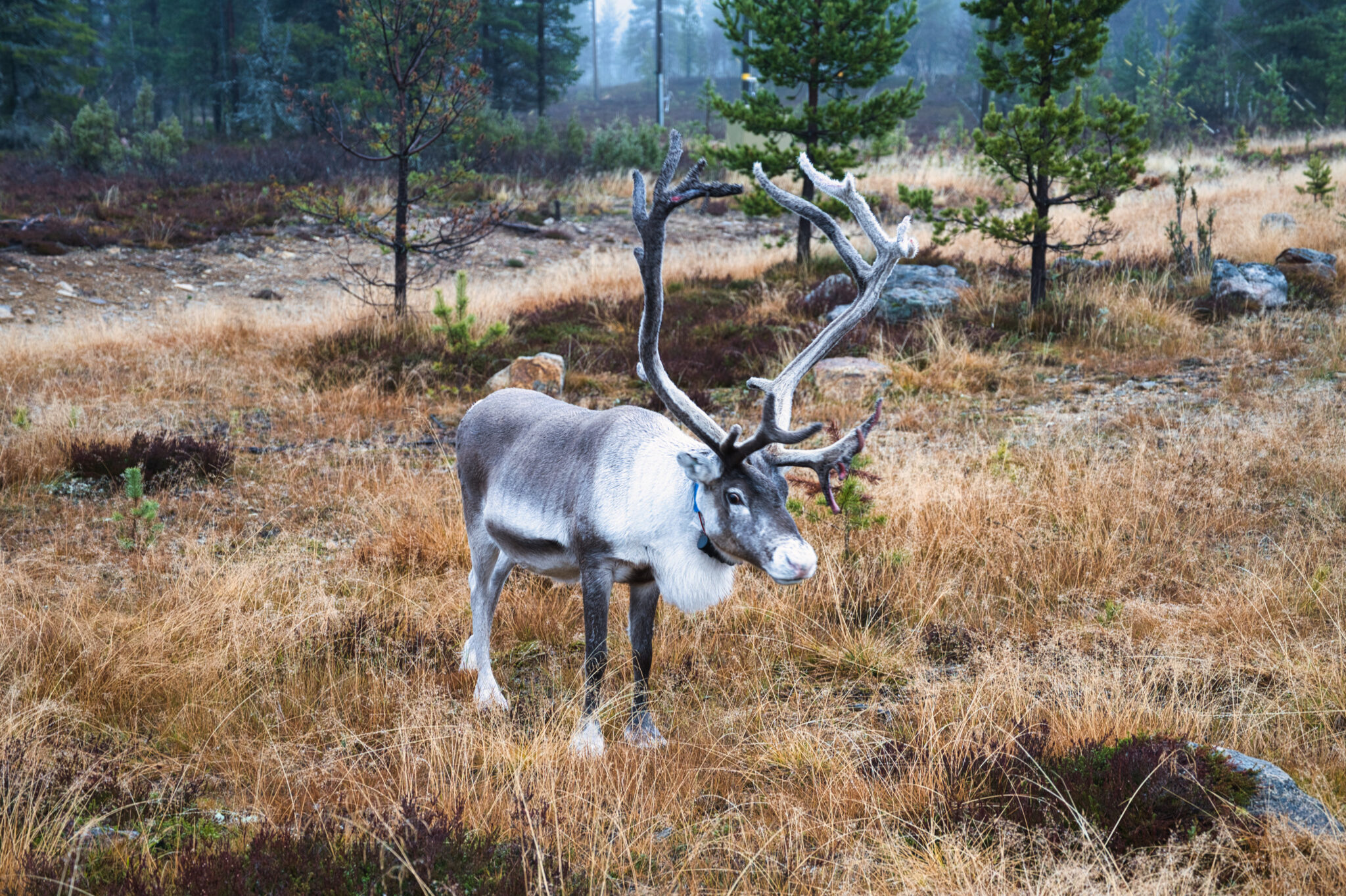 Finnland